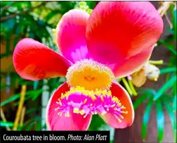  ?? Photo: Alan Platt ?? Couroubata tree in bloom.