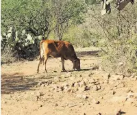  ?? ROSALÍA NIEVES ?? Cabezas de ganado sin agua ni alimento