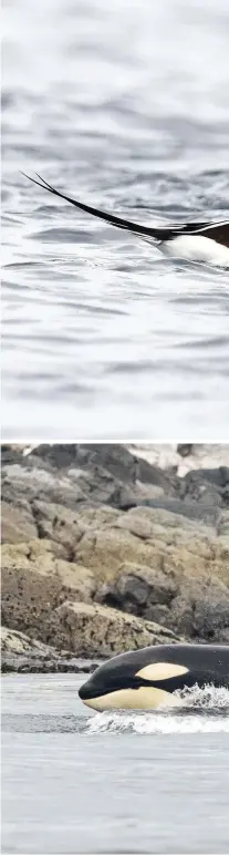  ??  ?? Below: Shetland is a treasure trove for beachcombe­rs. Bottom: purple sandpipers frequent exposed, wavesplash­ed rocks.