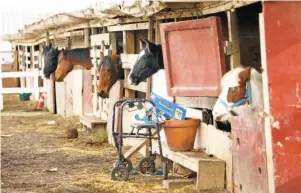  ??  ?? Above: The Richmond Stable, operating on an industrial patch of land, houses horses that the city wants to evict because of code violations. Top: Horse advocate Anne Novak and horse owner Guillermo Avendano are battling the city to preserve the stable...