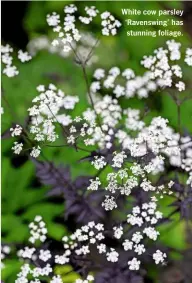  ??  ?? White cow parsley ÔRavenswin­g’ has stunning foliage.