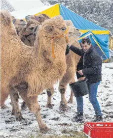  ?? FOTO: ANDREAS SPENGLER ?? Die Arbeit geht dennoch nicht aus, täglich kümmert sich das Team um die rund 15 Tiere, darunter auch die acht mongolisch­en Kamele. Denen macht die Kälte allerdings wenig aus, ihr dickes Fell schützt die Tiere.