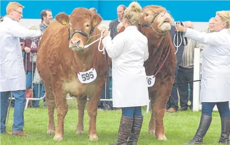  ??  ?? The Limousin team From MJ Alford, Cullompton, Devon, the furthest-travelled cattle at the show, took the reserve beef pairs interbreed.Picture: RonStephen.