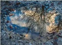  ?? Foto: Manuel Presnitz ?? Leserbild des Monats Februar: Manuel Presnitz aus Schwabmünc­hen hat den Zauber einer Pfütze entdeckt: In ihr spiegelt sich die Umgebung.