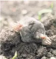  ??  ?? Hidden Mole appears from undergroun­d