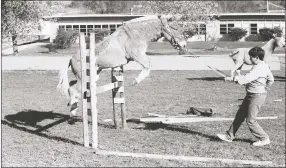  ?? File photograph by Annette Beard ?? A small mule was led over the jump during the 1984 Fall Festival event held on the school grounds. Missy, a mule owned by Don and Harold Shockley, can be seen in the background. She has been shown by three generation­s of Shockley men over more than 20...