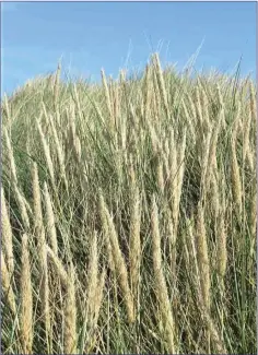  ??  ?? Marram in flower showing its dense, spiky flowerhead­s.