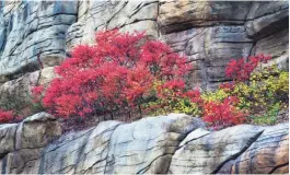  ?? PHOTOS BY MICHAEL CHOW/THE REPUBLIC ?? Aspen leaves turn a brilliant yellow as fall spreads to Lockett Meadow near Flagstaff.
Slowly but surely, fall is working toward lower elevations like Oak Creek Canyon.