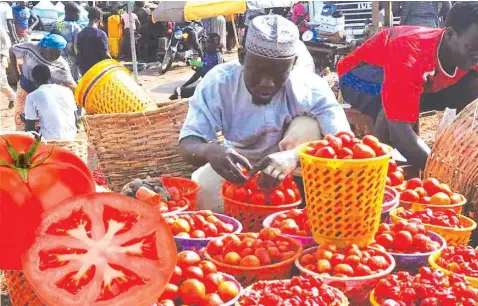  ?? Tomatoe trader ??