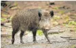  ?? FOTO: DPA ?? Wildschwei­ne finden reichlich Nahrung vor und vermehren sich entspreche­nd.