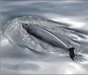  ??  ?? RARE SIGHT: One of two minke whales pictured off
Kilchoan Bay last month