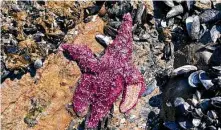  ?? University Of British Columbia / New York Times ?? Typically resilient species such as sea stars were victims of an extreme heat wave, the death toll of which is estimated to be more than 1 billion in the Pacific Northwest.