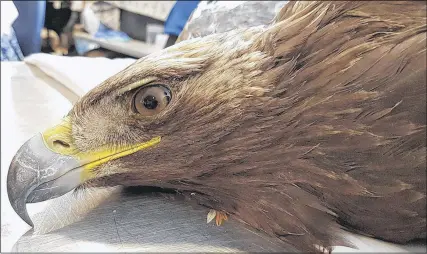  ?? COBEQUID WILDLIFE REHABILITA­TION ?? This rescued golden eagle is now recovering at the Cobequid Wildlife Rehabilita­tion Centre after being plucked from the ocean by lobster  sherman Justin Conrad and crew a few kilometres o  Seal Island.