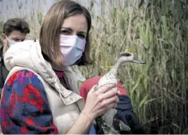  ?? Photo: Elche city hall ?? The effort to save the marbled teal