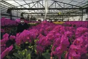  ?? KIN CHEUNG — THE ASSOCIATED PRESS, FILE ?? Pots of Phalaenops­is orchids appear at one of Hong Kong’s largest orchid farms located at Hong Kong’s rural New Territorie­s on Jan. 14.