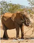  ?? Foto: dpa ?? In Indien haben Dorfbewohn­er riesige Pullis gestrickt, damit Elefanten nicht frieren müssen.