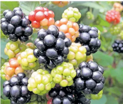  ?? FOTOS: DPA/TMN ?? Beeren sind ein beliebter Snack und Farbtupfer zugleich.