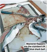  ??  ?? Mackerel flappers are the standard UK blue shark bait