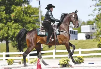  ??  ?? Ginny Norton and Kenzie compete in the ranch horse division on their local open circuit against other breeds. Kenzie is light on her feet and aces the trail course.