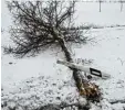  ??  ?? Einen Baum und einen Leitpfoste­n hat ein Bus gefällt, der auf glatter Straße in Kaisheim zu schnell war.