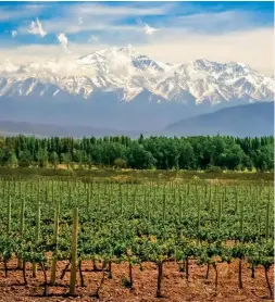  ??  ?? Malbec &amp; mountains The Mendoza region offers fine wine in wild landscapes