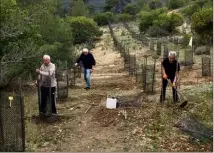  ?? (Photo J.-P. B.) ?? Les bénévoles de l’associatio­n les Amis de L’Escarène ont remis de l’ordre dans la jeune cédraie plantée en , après le passage des sangliers.