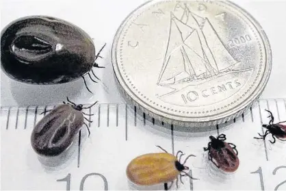  ??  ?? Black-legged ticks are shown at different stages of feeding. Black-legged ticks, also known as deer ticks, carry the bacteria that causes Lyme disease.