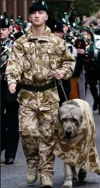  ??  ?? Royal Irish: Wolfhound Brian