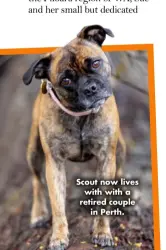  ?? ?? Scout now lives with with a retired couple in Perth.