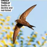  ?? ?? Swifts in decline and red-listed