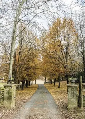  ??  ?? |ABOVE| AUTUMN BECKONS. A beautiful allée of fall trees leads up to the farmhouse.|OPPOSITE| A HARVEST HELLO. Pumpkins line the stoop, each with a unique form, scale, texture and color. (Here they veer more gray and green rather than the typical orange.)