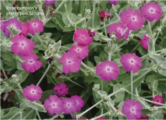  ??  ?? Rose campion’s pretty pink blooms