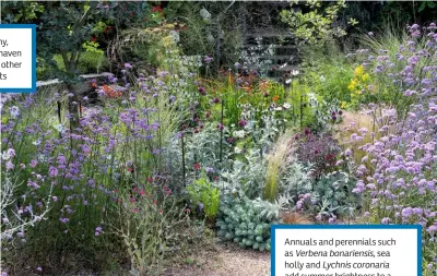  ??  ?? Annuals and perennials such as Verbena bonariensi­s, sea holly and Lychnis coronaria add summer brightness to a backdrop of silver and green foliage. Below: grasses break up the colour blocks with softness