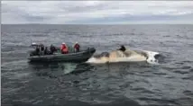  ?? MARINE ANIMAL RESPONSE SOCIETY, THE CANADIAN PRESS ?? Dr.Pierre-Yves Dumont collects samples from a dead right whale in the Gulf of St.Lawrence.