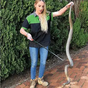  ?? Photo: Contribute­d ?? LARGE REPTILE: Alyssa Wilkinson with a 2.1m eastern brown snake she relocated from a property in Top Camp. MEGHAN HARRIS