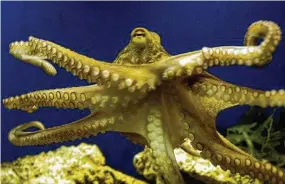  ?? Associated Press file photo ?? An octopus swims at a German zoo. Scientists have described the oldest known ancestor of octopuses — a 330 million-year-old specimen found in Montana.