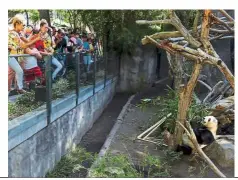  ?? — Reuters ?? Entertaini­ng the humans: Visitors taking pictures of Xiao Liwu at the San Diego Zoo.
