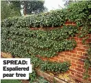  ??  ?? SPREAD: Espaliered pear tree