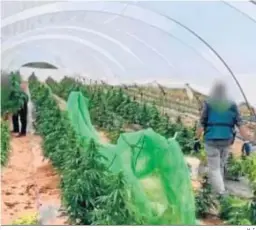  ?? H. I. ?? Agentes de la Guardia Civil, en la plantación de marihuana.