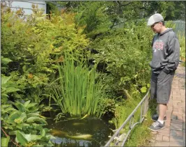  ?? NEWS PHOTO CHARLES LEFEBVRE ?? Cameron Kemp examines a koi fish pond at the Natural Healing Centre during the first ever pond tour in the city Saturday afternoon.