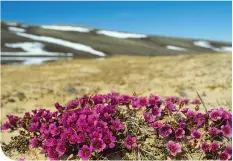  ??  ?? PURPLE SAXIFRAGE, AULAVIK NATIONAL PARK, NT • PARKS CANADA/WAYNE LYNCH