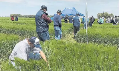  ??  ?? Desde el lote. El sur bonaerense es el principal proveedor de cebada en Sudamérica: con casi 1 millón de ha.