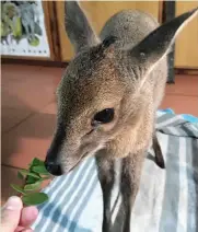  ??  ?? The baby duiker is recovering well in Anneke van Schoor’s care. > Photo: Supplied