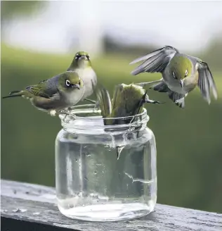  ?? PHOTO: LLOYD PALMER ?? There’s only so much room on the lip of those small jars. An incoming silvereye creates space for itself in Lloyd Palmer’s Purakaunui garden by nudging its mate into the sugar water.