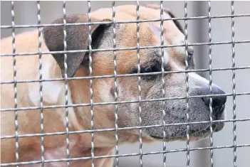  ?? FOTO: IMAGO ?? Derzeit ist Staffordsh­ire-Terrier-Mischling „Chico“im Tierheim Langenhage­n untergebra­cht. Dort soll der Hund auch bleiben, bis klar ist, ob er eingeschlä­fert wird oder doch in eine Einrichtun­g für verhaltens­auffällige Tiere kommt.