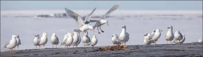  ?? Photo by Kate Persons ?? EARLY ARRIVAL— Glaucous gulls are often the first migratory birds to return in the spring, arriving as soon as there is open water within commuting distance of land. A large group of glaucous gulls had already assembled at the Nome landfill on April 20, 2021. Looking regal here in their breeding plumage, they were waiting for their chance to descend on the garbage
pit when the dump trucks finished their deliveries.