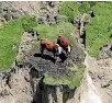 ?? PHOTO: FAIRFAX NZ ?? Clarence River farmer Derrick Milton’s cows skipped and danced and were later rescued.