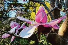  ?? Heather Knight/The Chronicle 2022 ?? Magnolias bloom in the San Francisco Botanical Garden, which is home to one of the United States’ most significan­t conservati­on collection­s of the pink and white blossoming plant, with more than 200 trees and 63 different species.