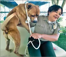  ?? Dan Watson/The Signal ?? Animal Control Officer Cpl. Julie Villegas visits with 3-year-old Diesel at the Los Angeles County Animal Care Center in Castaic on Thursday.