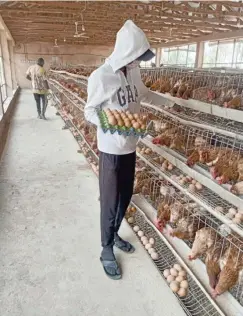  ?? ?? A labourer working at a poultry farm